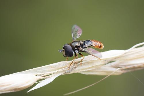 Paragus sp.