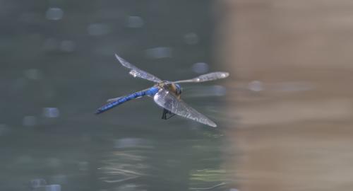 Réf. 361 012 : Anax imperator