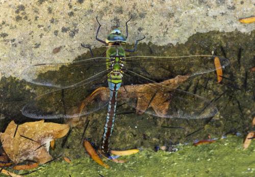 Anax imperator