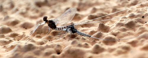 Cloeon dipterum