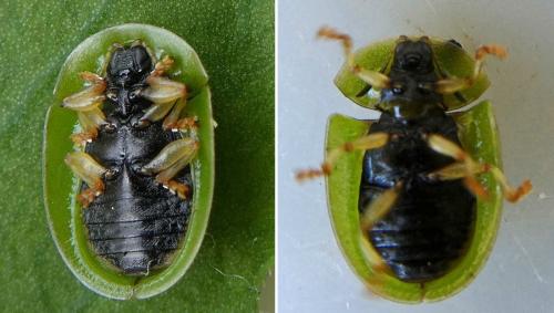 Réf. 361 995 : Cassida sanguinosa