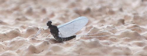 Cloeon dipterum