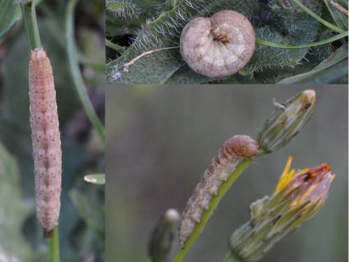 Hecatera bicolorata