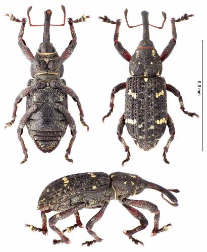Pissodes harcyniae