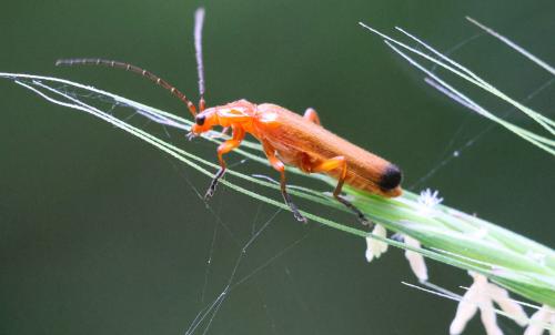 Réf. 361 085 : Rhagonycha fulva