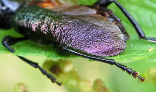 Ropalopus ungaricus ungaricus