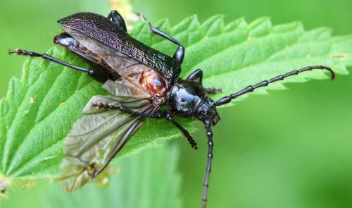 Réf. 361 324 : Ropalopus ungaricus ungaricus