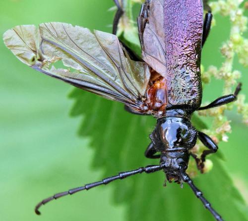 Réf. 361 353 : Ropalopus ungaricus ungaricus