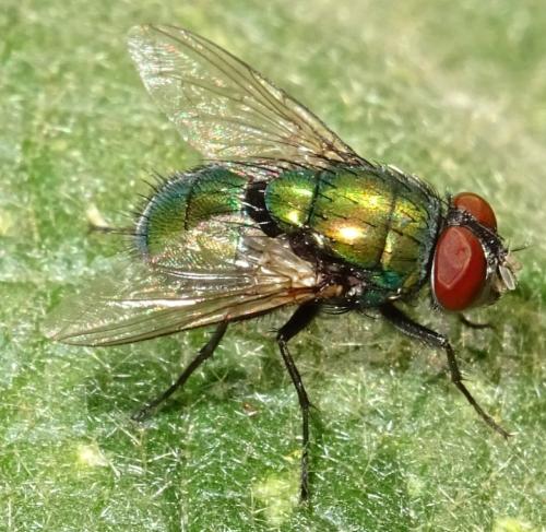 Réf. 361 607 : Lucilia sericata