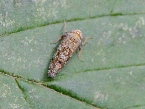 Orientus ishidae