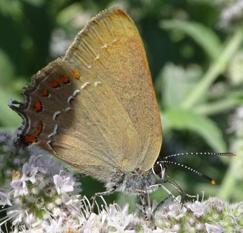 Satyrium ilicis