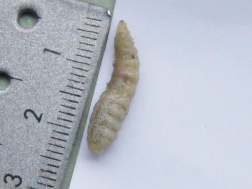 Réf. 361 967 : Isodontia mexicana