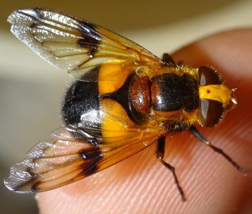 Volucella inflata