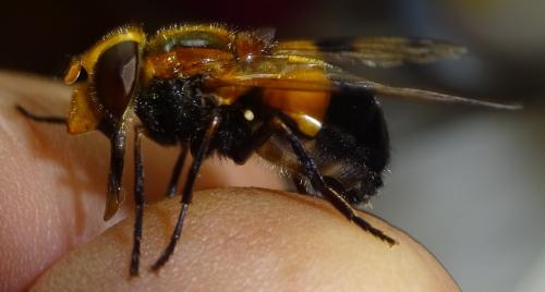 Volucella inflata