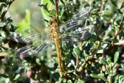 Sympetrum striolatum