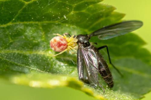 Nigma (flavescens-puella)