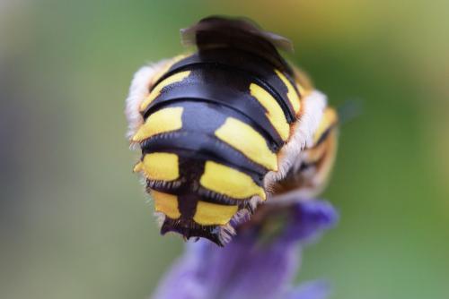 Anthidium florentinum