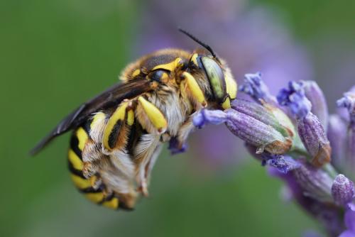 Anthidium florentinum