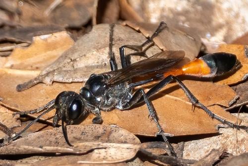 Réf. 361 627 : Ammophila sabulosa