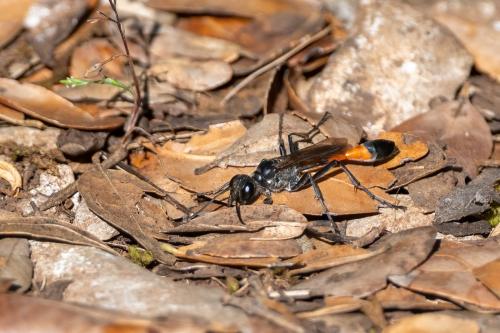 Réf. 361 487 : Ammophila sabulosa