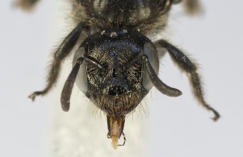 Dufourea dentiventris