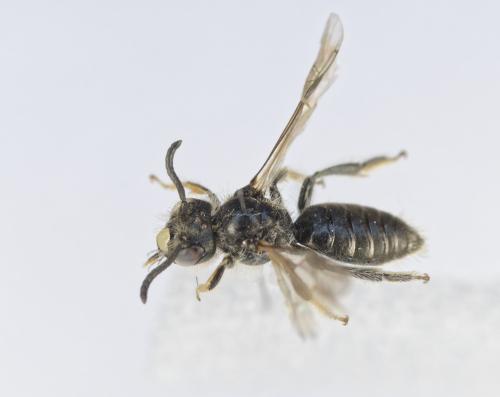Panurginus sericatus