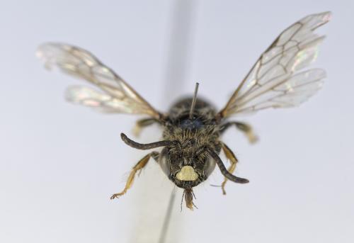 Panurginus sericatus
