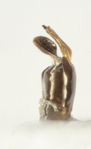 Panurginus sericatus