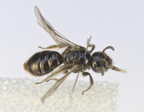 Réf. 361 576 : Dufourea minuta