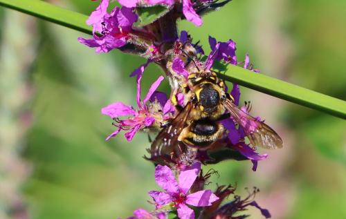 Réf. 361 938 : Anthidium florentinum