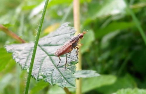 Dichetophora obliterata