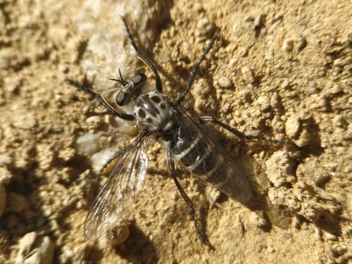 Réf. 361 909 : Cyrtopogon meyerduerii