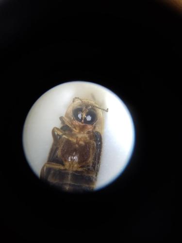 Réf. 361 484 : Lampyris noctiluca