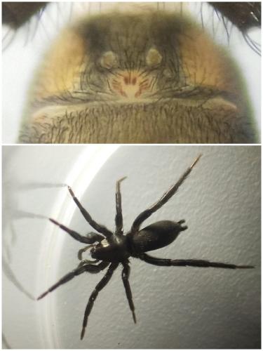 Zelotinae