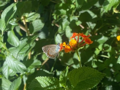 Polyommatus sp.