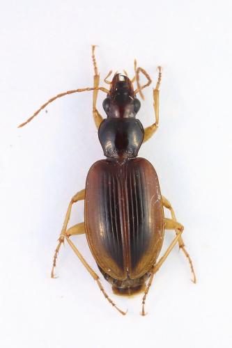 Réf. 361 750 : Paranchus albipes