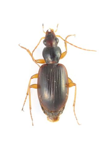 Réf. 361 749 : Paranchus albipes