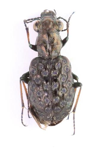 Réf. 361 751 : Elaphrus cupreus