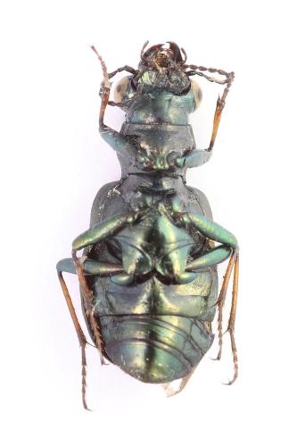 Réf. 361 752 : Elaphrus cupreus