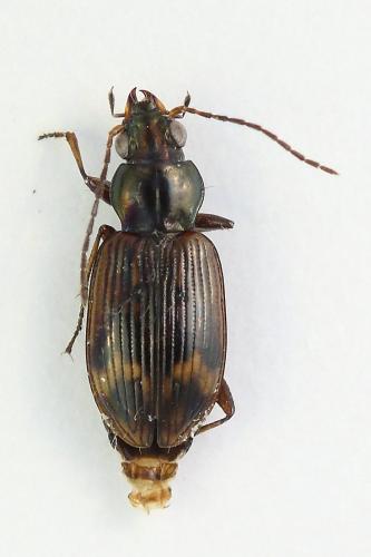 Bembidion dentellum