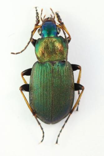 Chlaenius tibialis