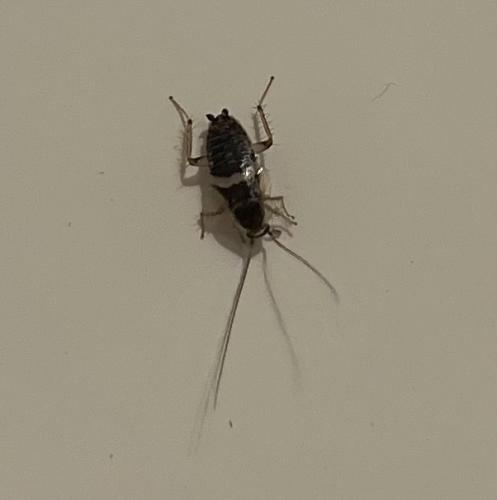 Planuncus vinzi