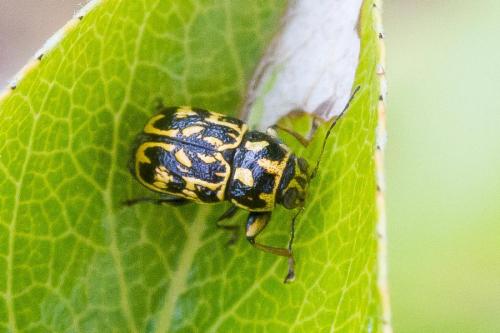 Réf. 361 997 : Pachybrachis sp.