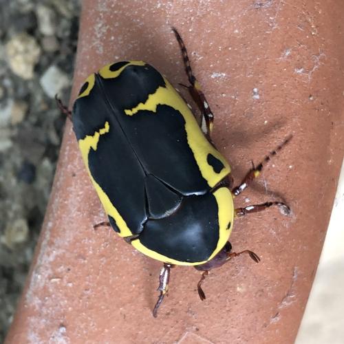 Pachnoda sinuata