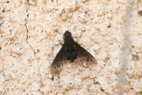 Anthrax chionostigma