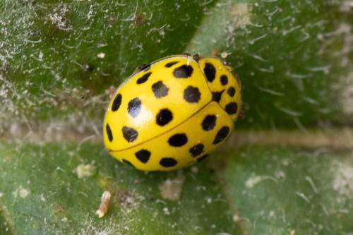 Réf. 361 771 : Psyllobora vigintiduopunctata