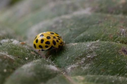 Réf. 361 772 : Psyllobora vigintiduopunctata