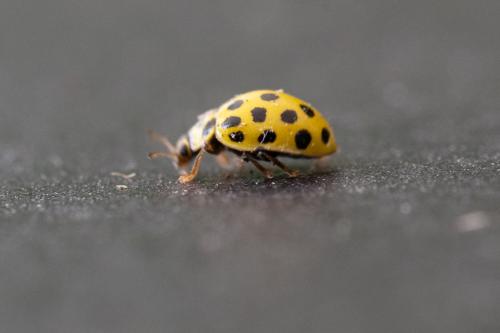 Réf. 361 773 : Psyllobora vigintiduopunctata