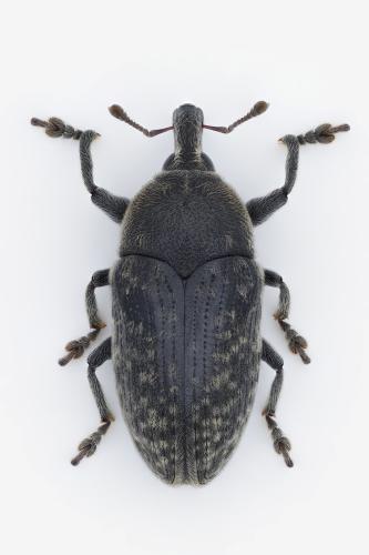 Larinus scolymi