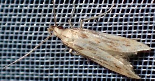 Metzneria lappella